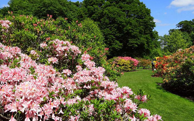 DG Servizi manutenzione professionale di parchi e giardini