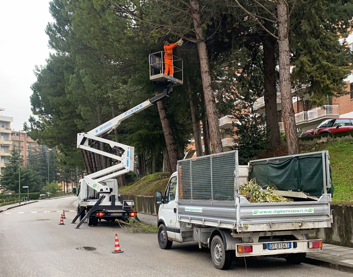 Potature professionali di alberi ad alto e basso fusto