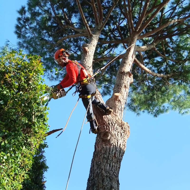 Interventi di abbattimento alberi e gestione della vegetazione
